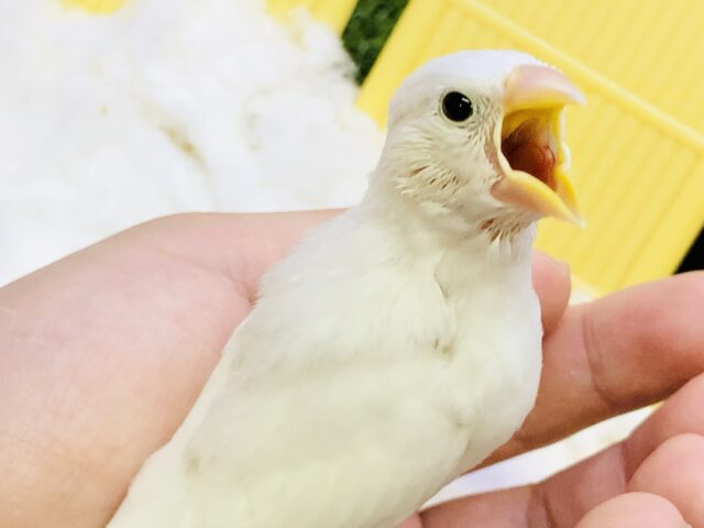 【最新画像更新☆☆】これぞ人気の文鳥さん♪♪　白文鳥