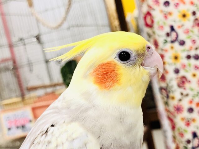 【最新画像更新☆☆】淡いカラーがやってきましたね～　オカメインコ
