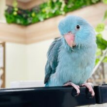 【最新画像更新🪄】小さな怪獣みーつけた♡マメルリハインコ（ブルー）女の子