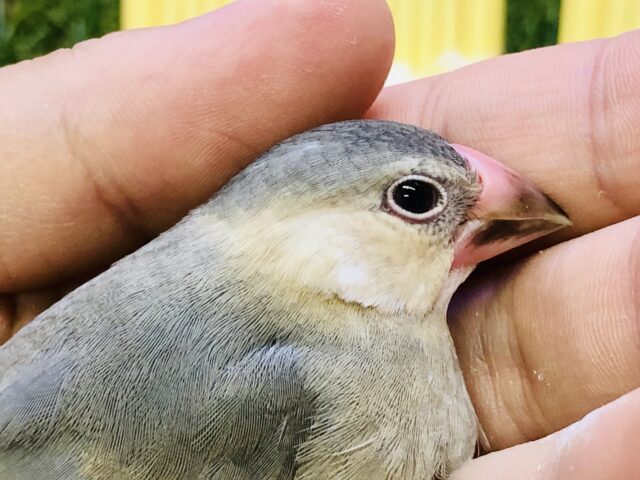 【最新画像更新☆☆】王道文鳥！！　桜文鳥