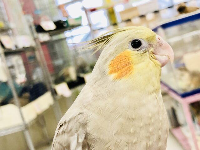 【最新画像更新☆☆】ご飯くれるんでしか～？？|дﾟ)　オカメインコ