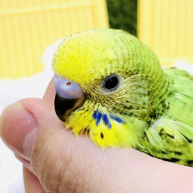 【最新画像更新☆☆】鮮やかグリーンカラー！！　セキセイインコ