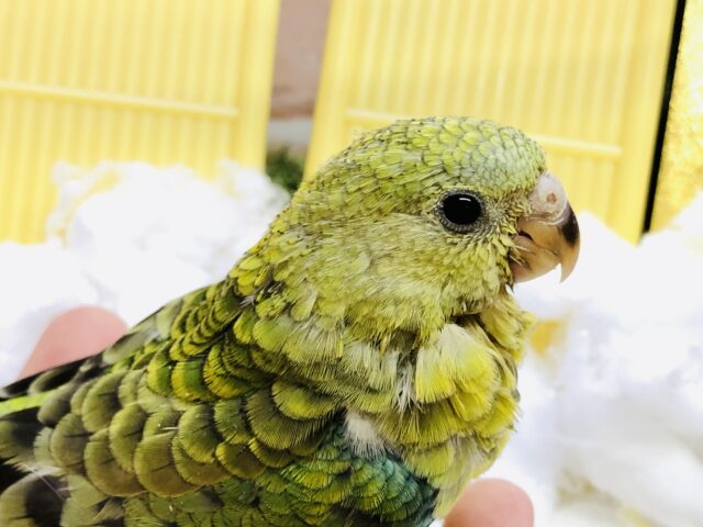 【最新画像更新☆☆】綺麗な声でお歌を歌うの～レコード大賞とっちゃうかも？？　美声インコ