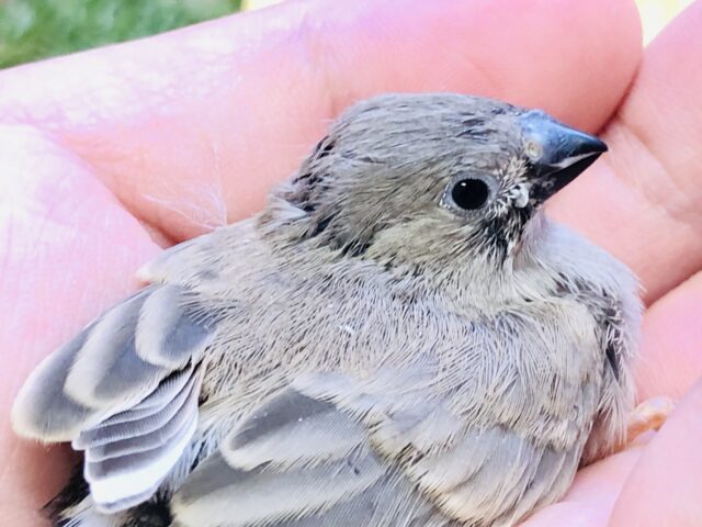 【最新画像更新☆☆】目指せ手乗り！！　どんな子になるかな？？　キンカチョウ