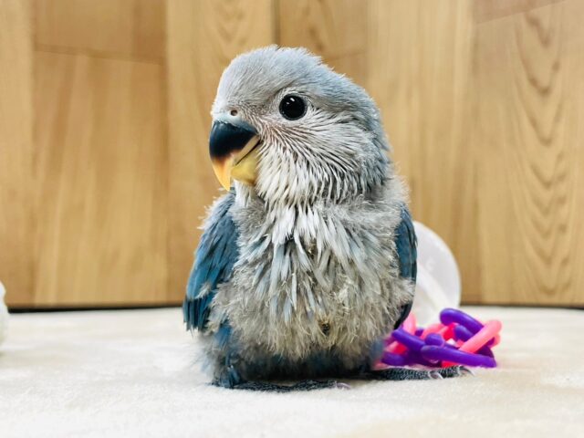 濃いブルーに魅了されます💙コザクラインコ（ブルーチェリー）ヒナ