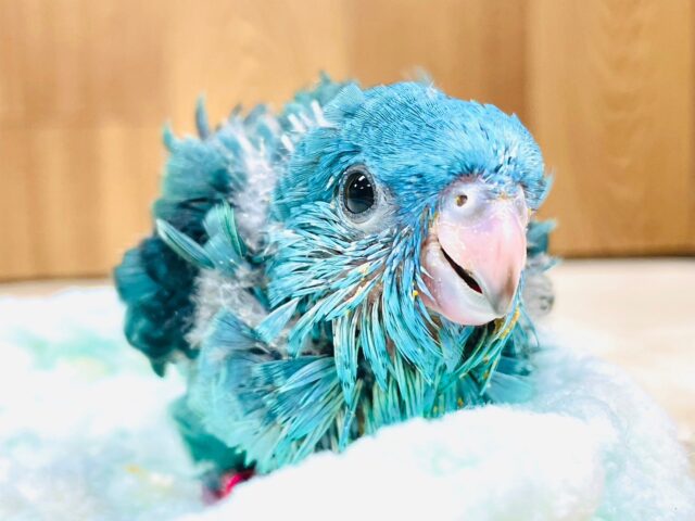 ぴーぽぽぽ⭐️ヒナ鳴きが止まらない食いしん坊♡サザナミインコ（ブルー）
