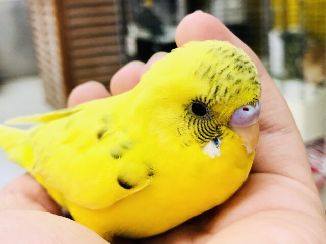 【最新画像更新☆☆】自己主張控えめ？？　セキセイインコ