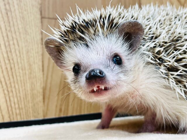 表情豊かで見ているだけで癒されます♡ハリネズミ（ノーマル）男の子