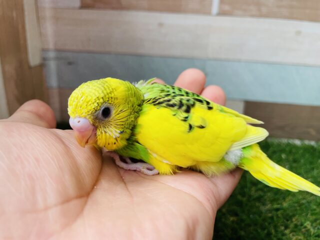 最新画像あります✨わたわたなマフラー身につけて☺️セキセイインコ（パイド）⭐️