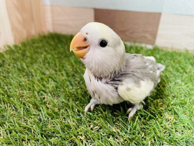 最新画像あります⭐️落ち着きを感じられるカラーですね🩶魅力の詰まったコザクラインコ（モーブパイド）✨