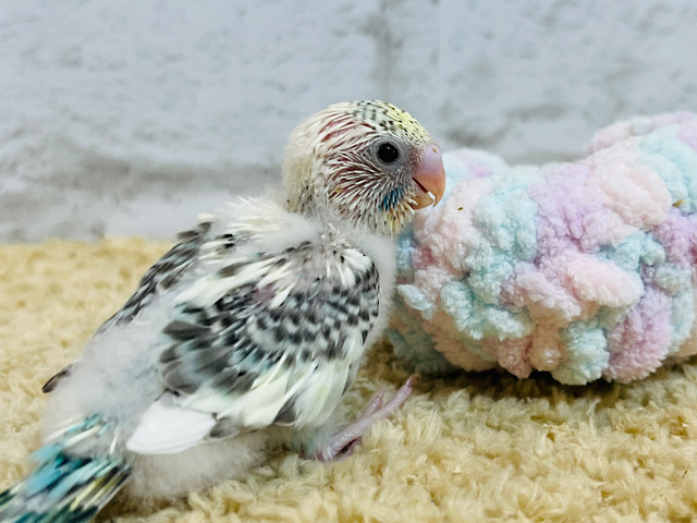 ぐいぐい行くよ♡セキセイインコ(クリームハルクイン) ヒナ