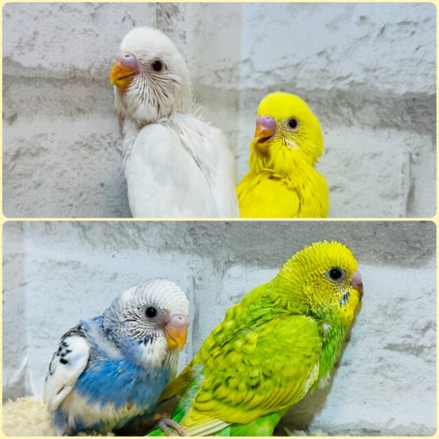 わちゃわちゃ♡カラフル💐セキセイインコ ヒナ