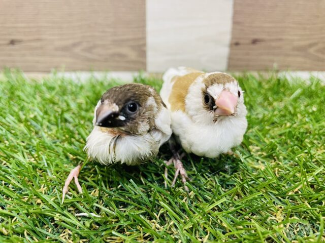 最新画像あります⭐️ふたりは仲良し❣️十姉妹のヒナちゃんズ！！