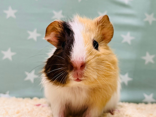 胸きゅん必至♡♡イングリッシュモルモット 女の子