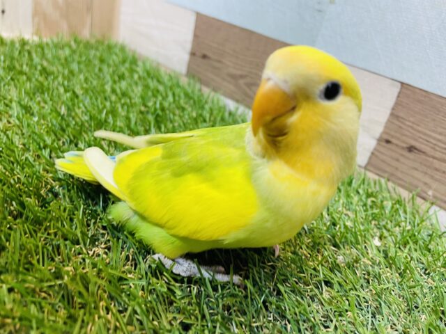 最新画像有り❗️サンサン☀️気分も色も明るいぜぇ〜❣️コザクラインコのタイガーオパーリン！！