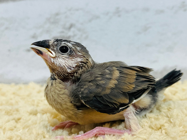 小さな体に魅力が詰まってる♡桜文鳥 ヒナ
