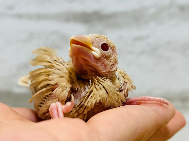 一緒にひと息つきましょう☕️シナモン文鳥 ヒナ