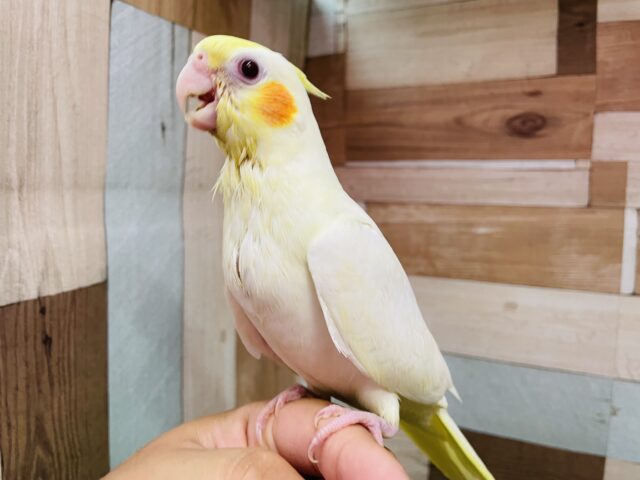 最新画像あります✨ヒナ餌2回❗️赤いおめめにオレンジのチークがキュート🧡定番人気なオカメインコルチノー❗️