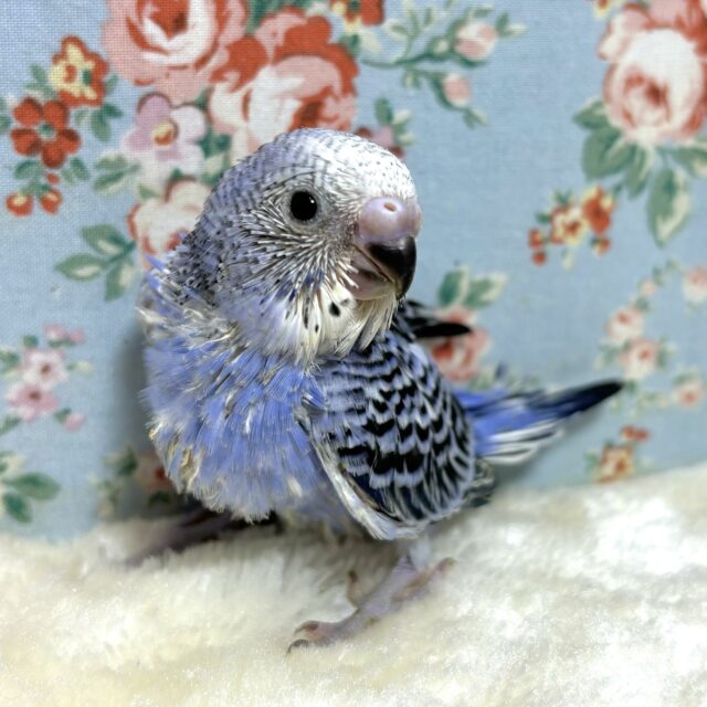 セキセイインコ  バイオレットオパーリン  (*´θ`)💜