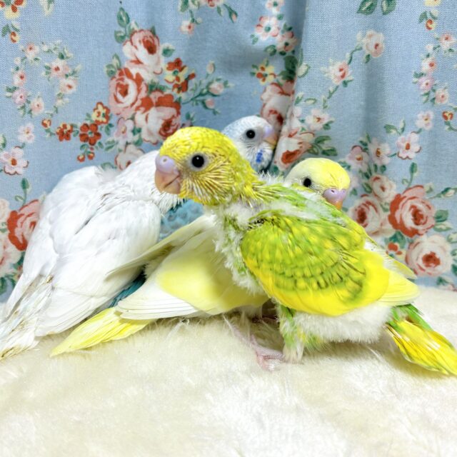 明るいレアカラーセキセイインコちゃん達来てくれました〜👍‎➰✨