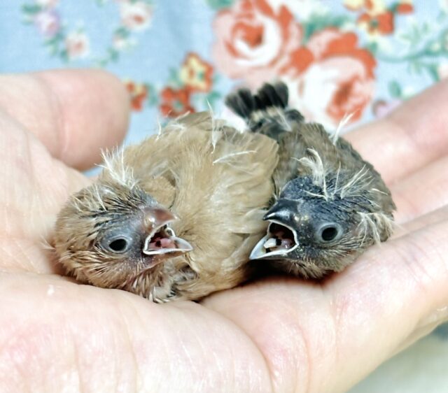 キンカチョウ  ノーマル・シナモンちゃんず入舎🪶🤎