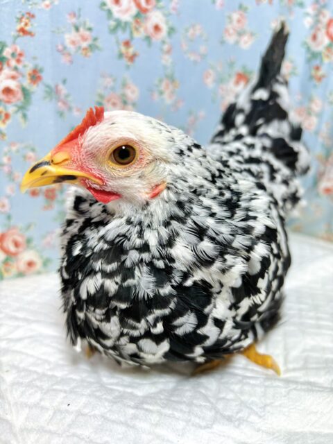 ゴイシチャボ  女の子  🖤🤍♥️｡・:＋°｡