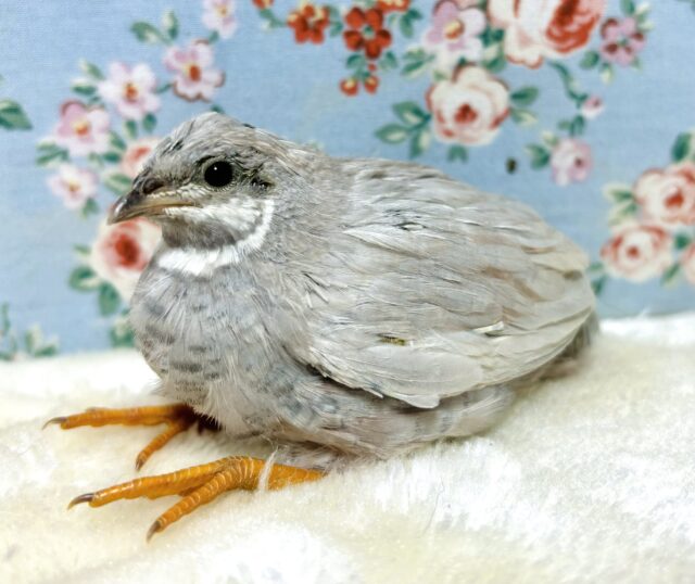 ヒメウズラ  シルバー  3羽 🕊‎🩶 ✨️