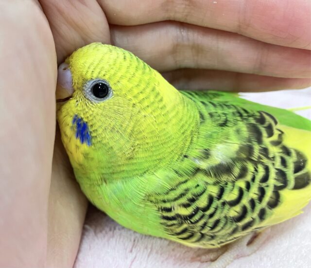 💚ビビットカラー全開！！💛セキセイインコ(パイド 2024年3月生まれ)