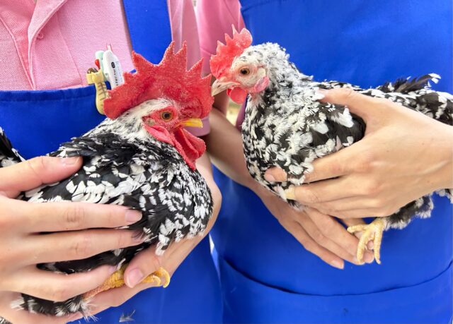 仲良しペア🖤‎🤍ゴイシチャボ(ペア) 2023年8月生まれ