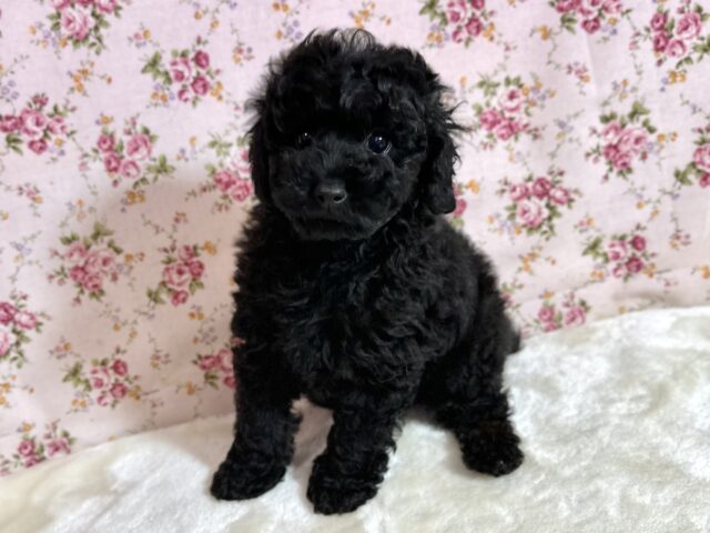 真っ黒ぷーちゃん🖤トイプードル（ブラック）2024年3月22日生まれ🐶女の子