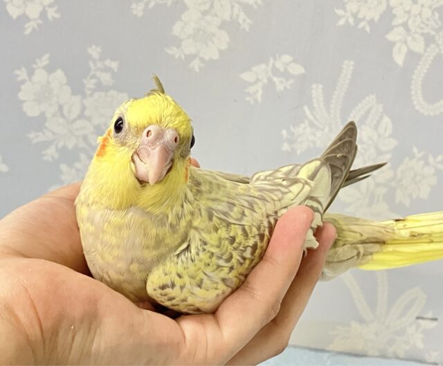 温かみを感じるパ〜ル〜🌼♡🫧オカメインコ(2024年4月生まれ)