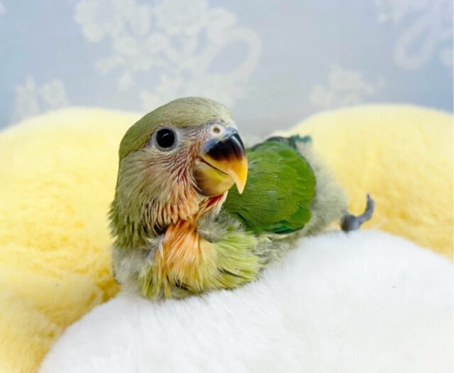 あたたか〜い緑色😌💚王道ノーマルたん👑𓈒𓂂𓏸コザクラインコ(ノーマル2024年4月生まれ)