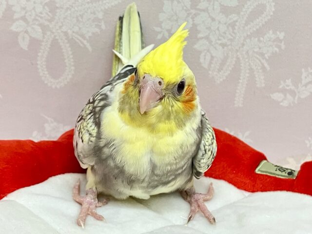 ✨️最新画像✨️くりっくりおめめで見つめちゃうんだからっ💕オカメインコ  (パールパイド )2024年4月生まれ