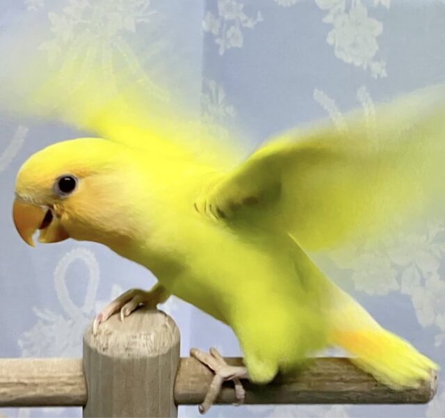 ✨️最新画像✨️ひまわりの花びらで着飾ってる🤭🌻´-コザクラインコ(ルチノー) 2024年4月生まれ