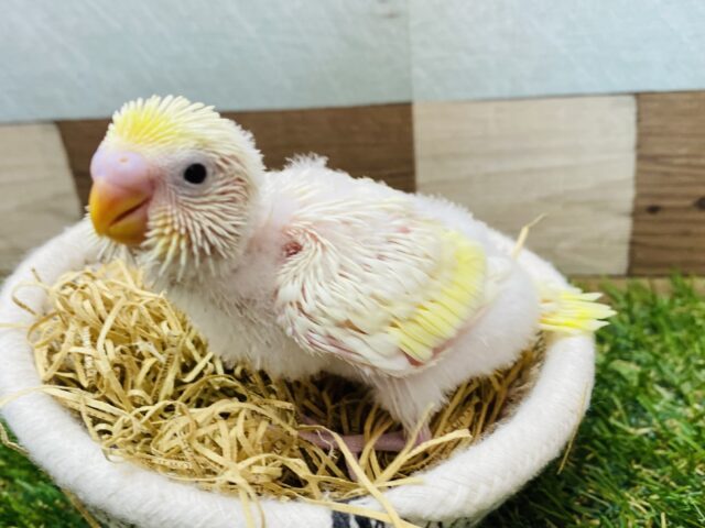 ふわっと優しいクリーム色のセキセイインコ💛たまごちゃん‼️