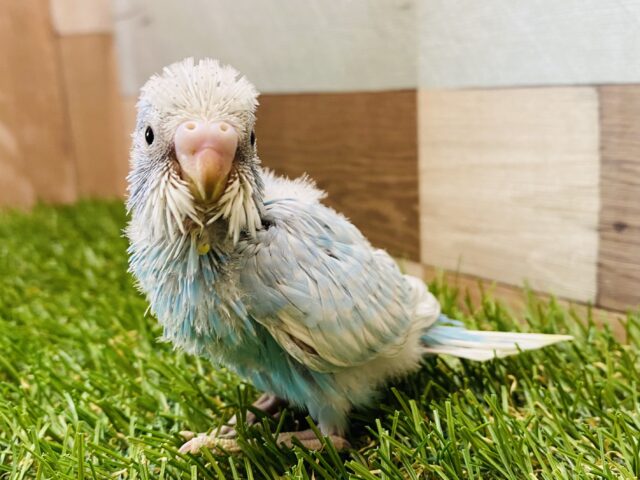 涼しげカラーで爽やかに🩵セキセイインコスパングル⭐️