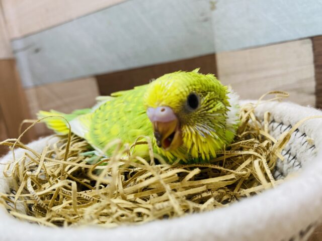 ぽてっとした姿がかわちい🥰明るさMaxなセキセイインコ💛