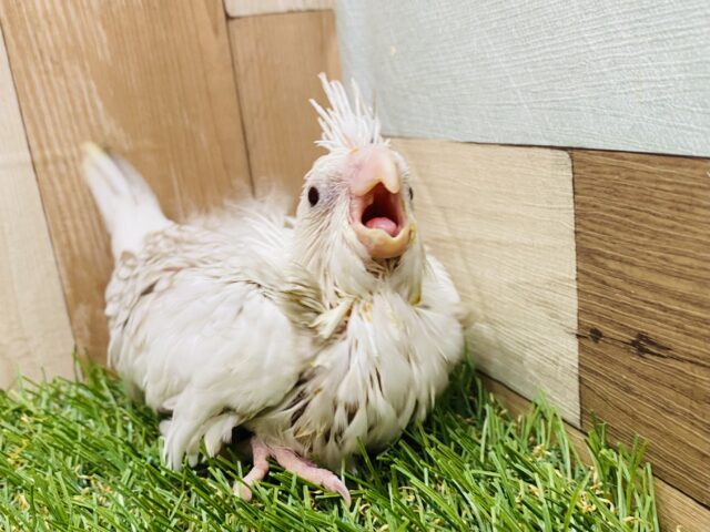 白さが美しいんです😍元気いっぱいオカメインコ（ホワイトフェイスシナモンパールパイド）🤍