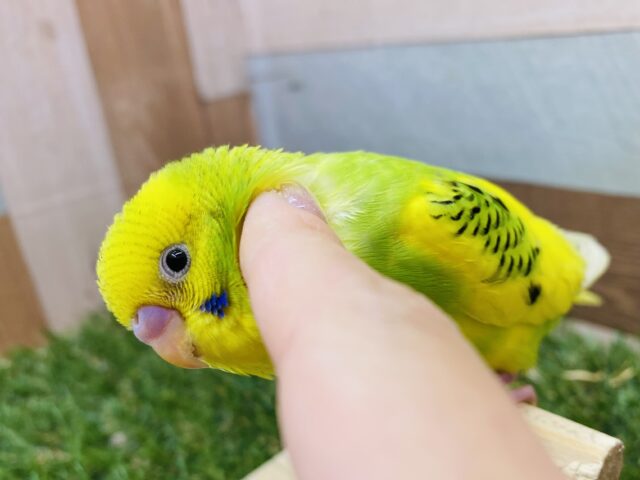 最新画像有り⭐️イエローグリーンの定番人気カラーです❗️幼さの残るふわっと感の可愛らしいセキセイインコ（パイド）