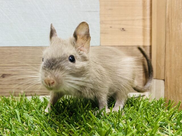 甘々なチョコレートカラーをお届けします🍫❤️デグー女の子👧🏻