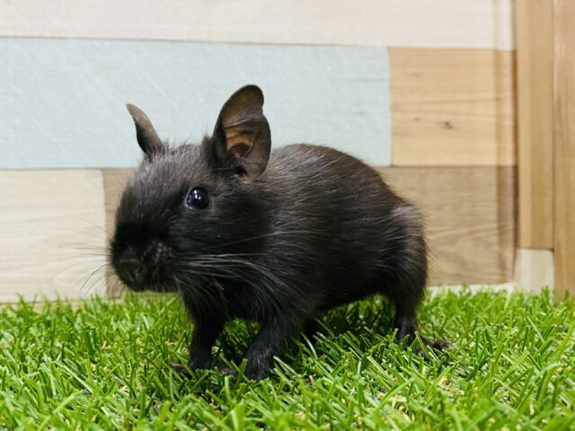 ツヤツヤな真っ黒さん‼️おめめはどこかな〜？デグー女の子💕