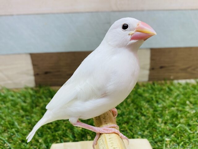 最新画像有り⭐️あと1羽！愛を込めてあ〜んしてね💕白文鳥のヒナ！！