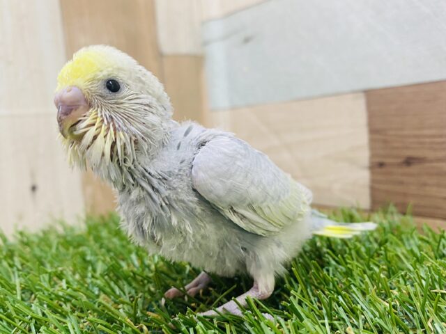 レアカラー✨カッコいいお色のセキセイインコ（イエローフェイスグレースパングル）🩶