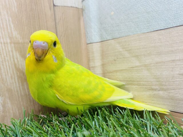 眩しいぐらいの明るさを放ってます🔆丸さの可愛らしいセキセイインコ（スパングル）⭐️