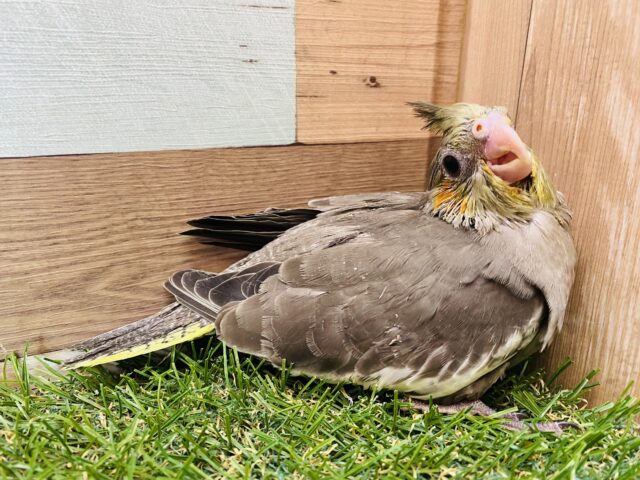 オカメスマイルみんなにお届け〜💕ずっしり体型のオカメインコ（ノーマル）❗️