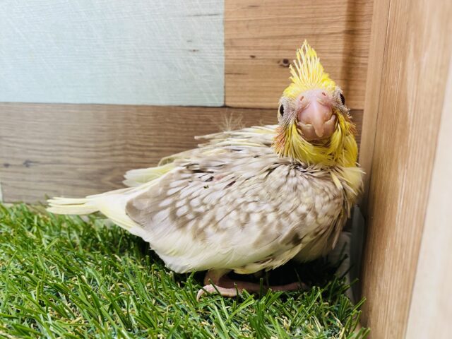 優しいシナモンカラーにパール模様が綺麗なコ‼️オカメインコ（シナモンパールパイド）⭐️