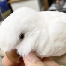 最新画像あり！動画更新！真っ白目を引く～🤍 オキナインコ(アルビノ)