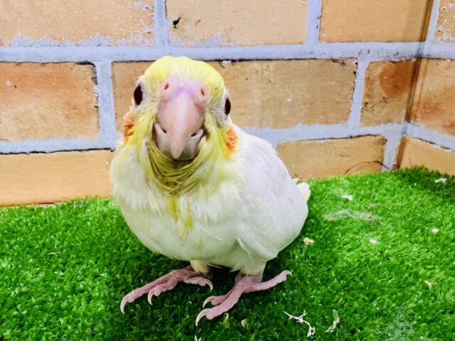 とってもピュア♡オカメインコ(ルチノー) とってもピュア♡オカメインコ(ルチノー)