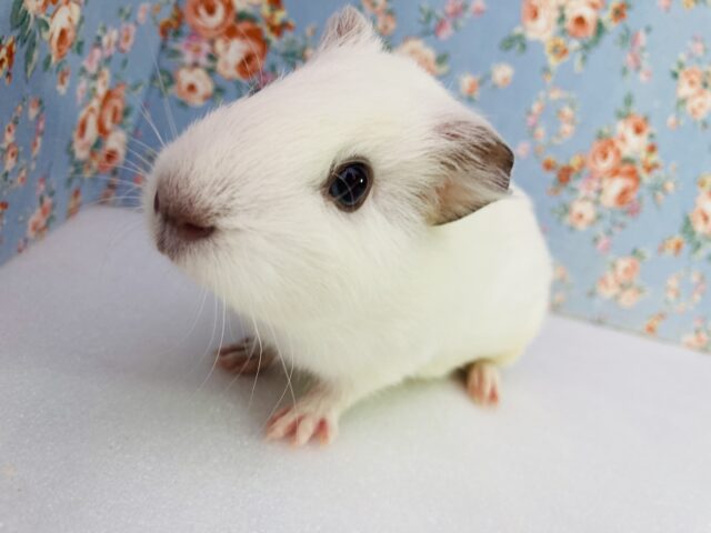 大物になる予感大❤︎* ॑꒳ ॑* 激かわイングリッシュモルちゃん､男のコ❤︎♂