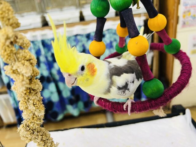 お年頃?♡画像更新☆お顔に黒ゴマ?はっきり模様のオカメインコ(パイド) お年頃?♡画像更新☆お顔に黒ゴマ?はっきり模様のオカメインコ(パイド)